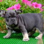 Krover-male-French-bulldog-puppy-for-sale-7