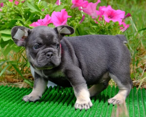 Krover French Bulldog