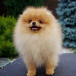 Laena-female-Pomeranian puppy-for-sale-2