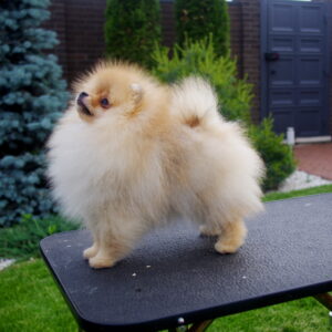 Latys Pomeranian
