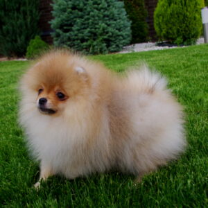 Latys Pomeranian