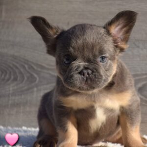 Leila Fluffy French Bulldog