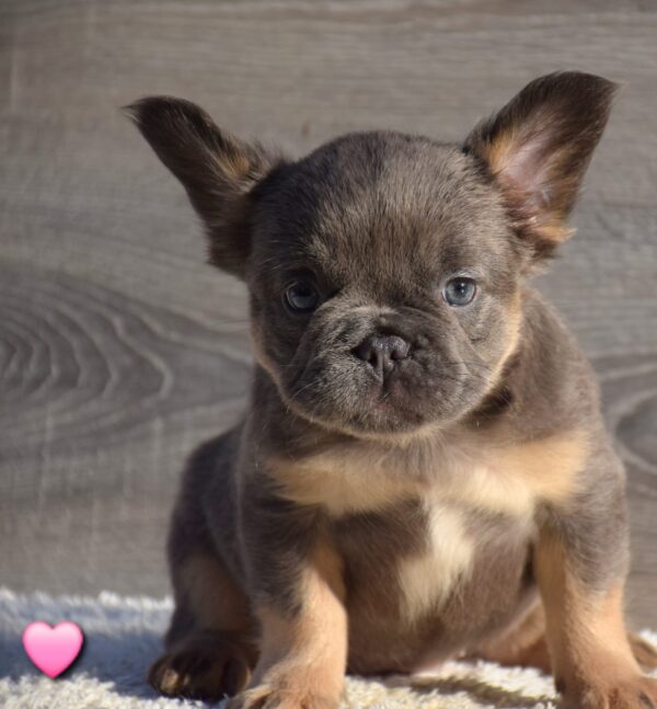 Leila Fluffy French Bulldog
