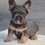 Lorenzo Fluffy French Bulldog