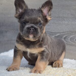 Liam Fluffy French Bulldog
