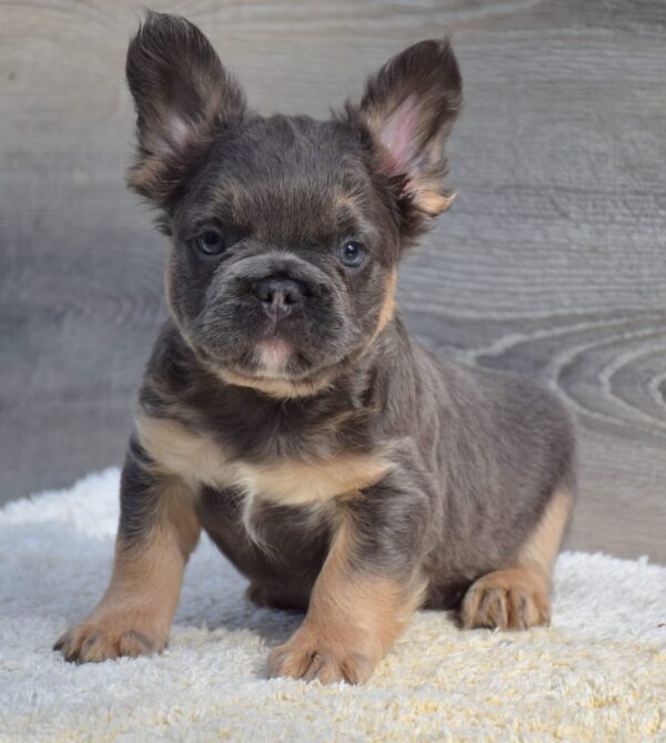 Liam Fluffy French Bulldog