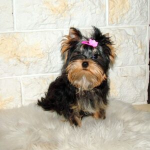 Lilianna Yorkshire Terrier