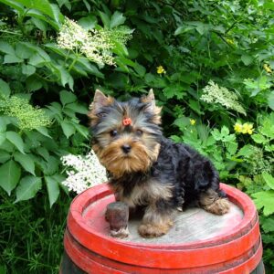 Lilianna Yorkshire Terrier