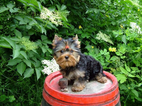 Lilianna Yorkshire Terrier