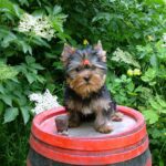 Lilianna-female-yorkshire-terrier-puppy-for-sale- (2)