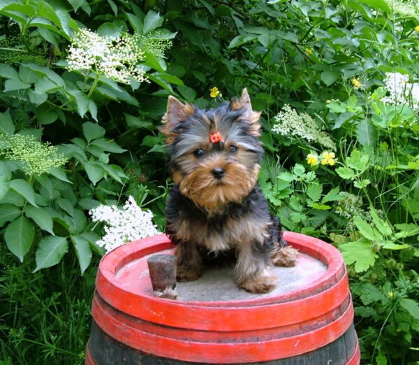 Lilianna Yorkshire Terrier