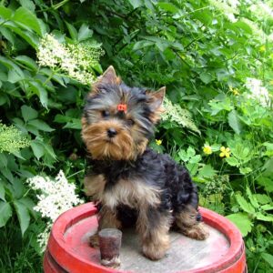 Lilianna Yorkshire Terrier