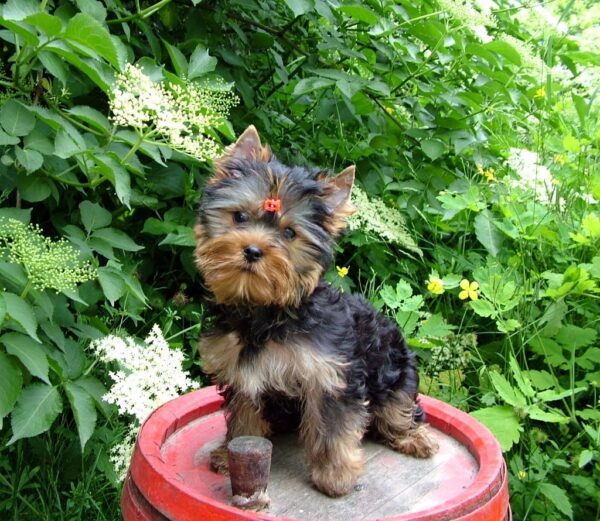 Lilianna Yorkshire Terrier