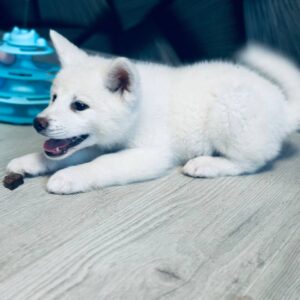 Lirra Akita