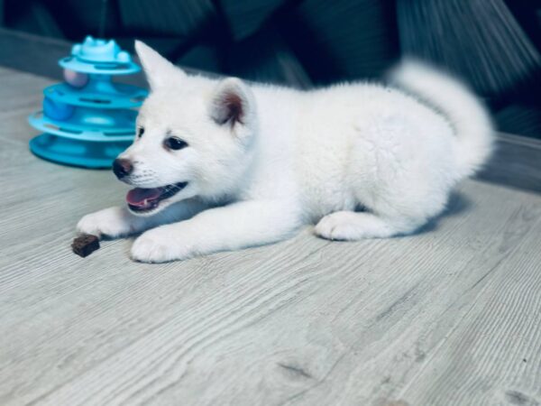 Lirra Akita