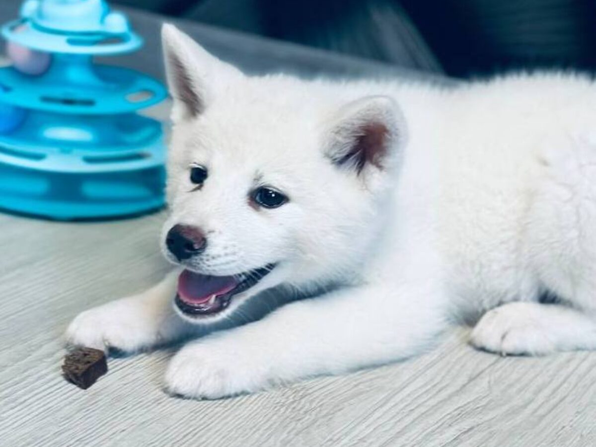 Akita Dogs and Puppies for sale
