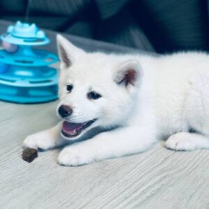 Lirra Akita