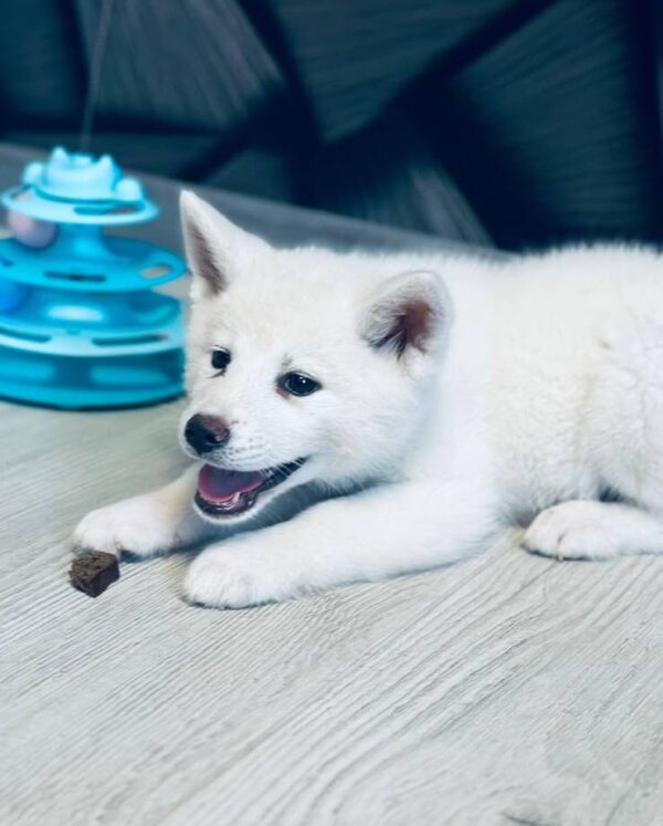 Lirra Akita