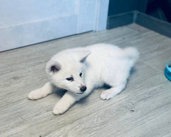 Locky Akita