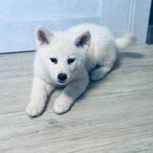 Locky Akita