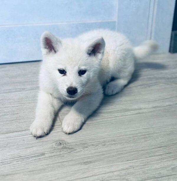 Locky Akita