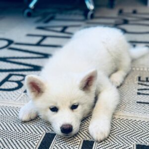 Locky Akita