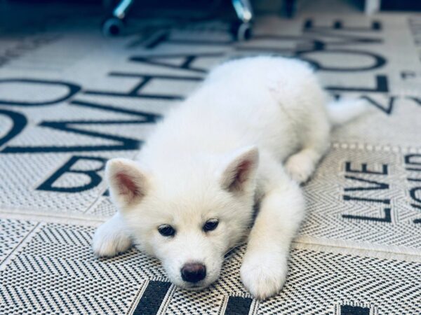 Locky Akita