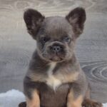 Lorenzo-male-fluffy-french-bulldog-puppy-for-sale-1