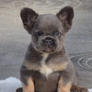 Lorenzo Fluffy French Bulldog