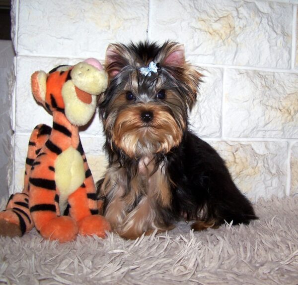 Luigi Yorkshire Terrier