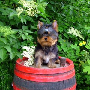 Luigi Yorkshire Terrier