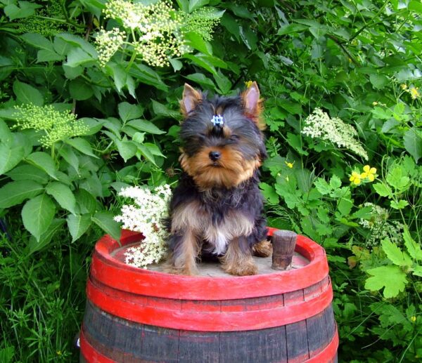 Luigi Yorkshire Terrier