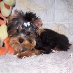 Luigi-male-yorkshire-terrier-puppy-for-sale- (2)