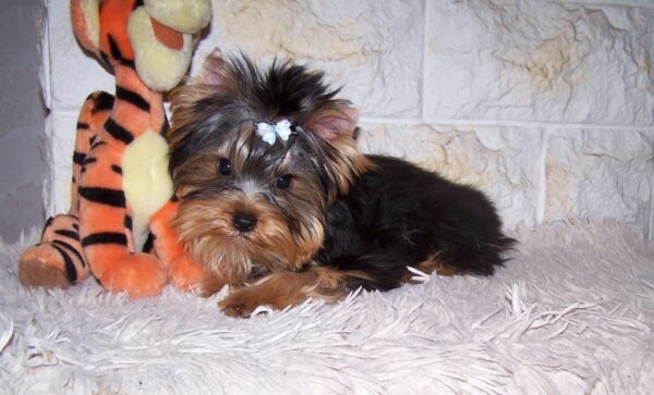 Luigi Yorkshire Terrier