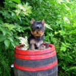 Luigi-male-yorkshire-terrier-puppy-for-sale- (2)