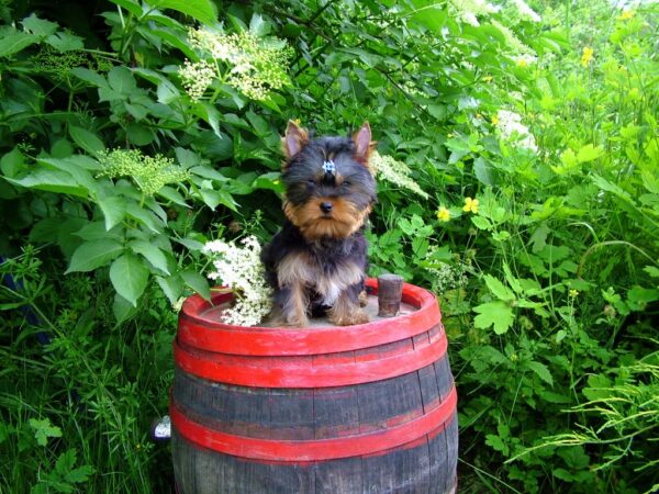 Luigi Yorkshire Terrier