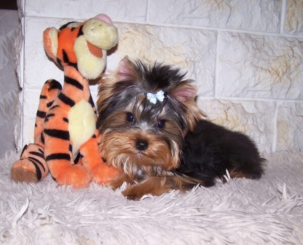 Luigi Yorkshire Terrier
