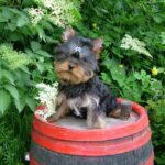 Luigi-male-yorkshire-terrier-puppy-for-sale- (3)