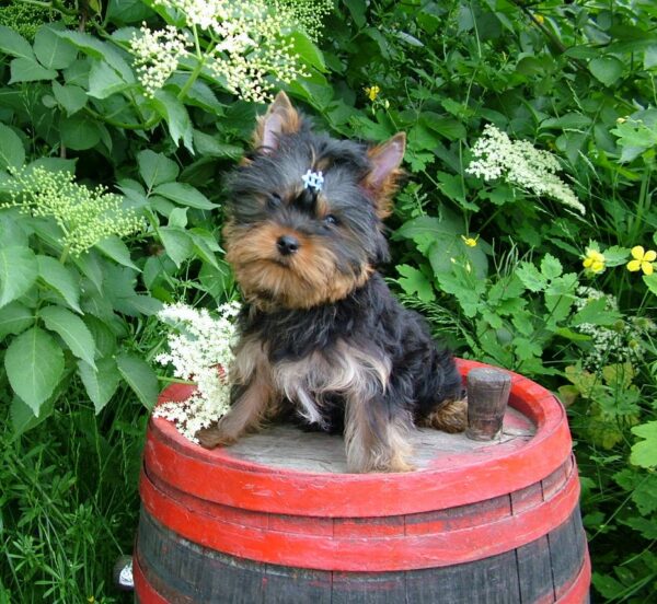 Luigi Yorkshire Terrier