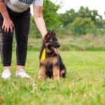 Lully-female-German-shepherd -puppy-for-sale-1
