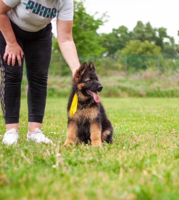 Lully German Shepherd