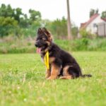 Kara German Shepherd
