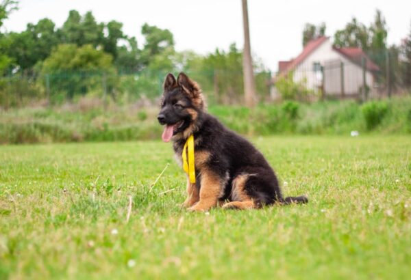 Lully German Shepherd