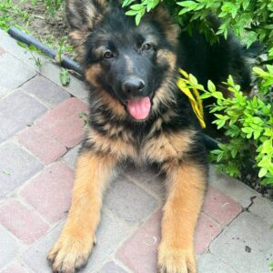 Lully German Shepherd