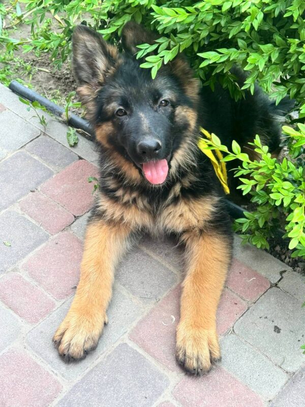 Lully German Shepherd