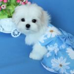 MOONRISE-female-Maltese-puppy-for-sale-1