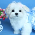 MOONRISE-female-Maltese-puppy-for-sale-2