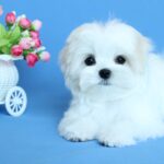 MOONRISE-female-Maltese-puppy-for-sale-3