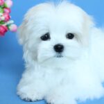 MOONRISE-female-Maltese-puppy-for-sale-5