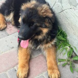 Milla German Shepherd